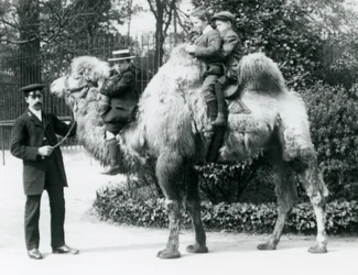 Een Bactrische kameelrit in de Londense dierentuin, ca. 1913
